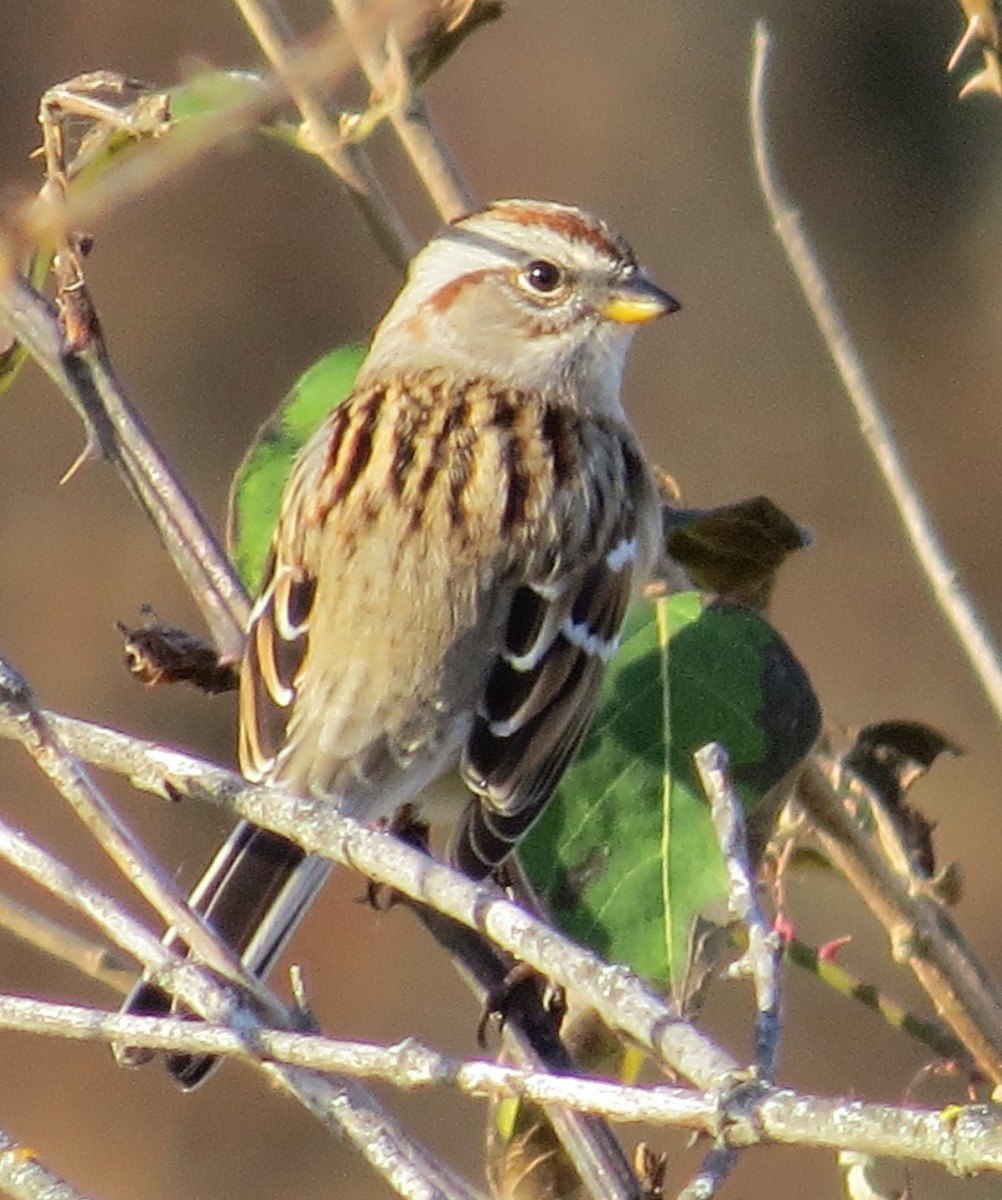 Hudson Körfezi Serçesi - ML645453019