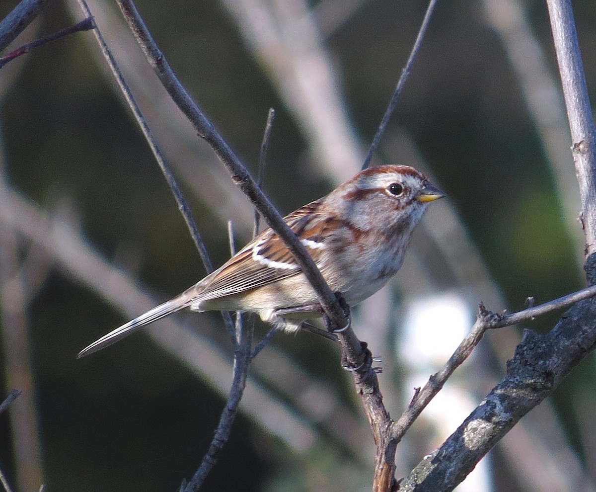 Hudson Körfezi Serçesi - ML645453020