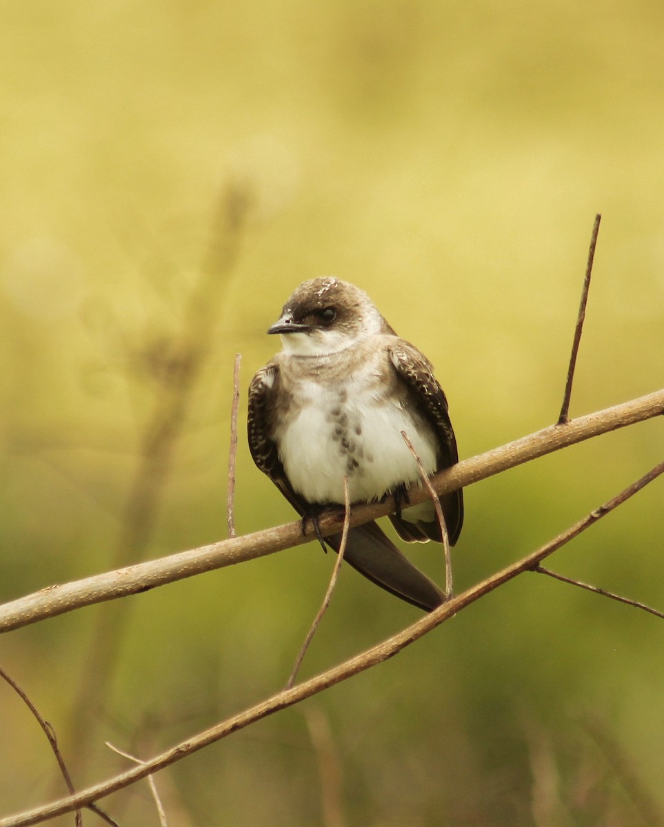 Büyük Kahverengi Kırlangıç (fusca) - ML645453021