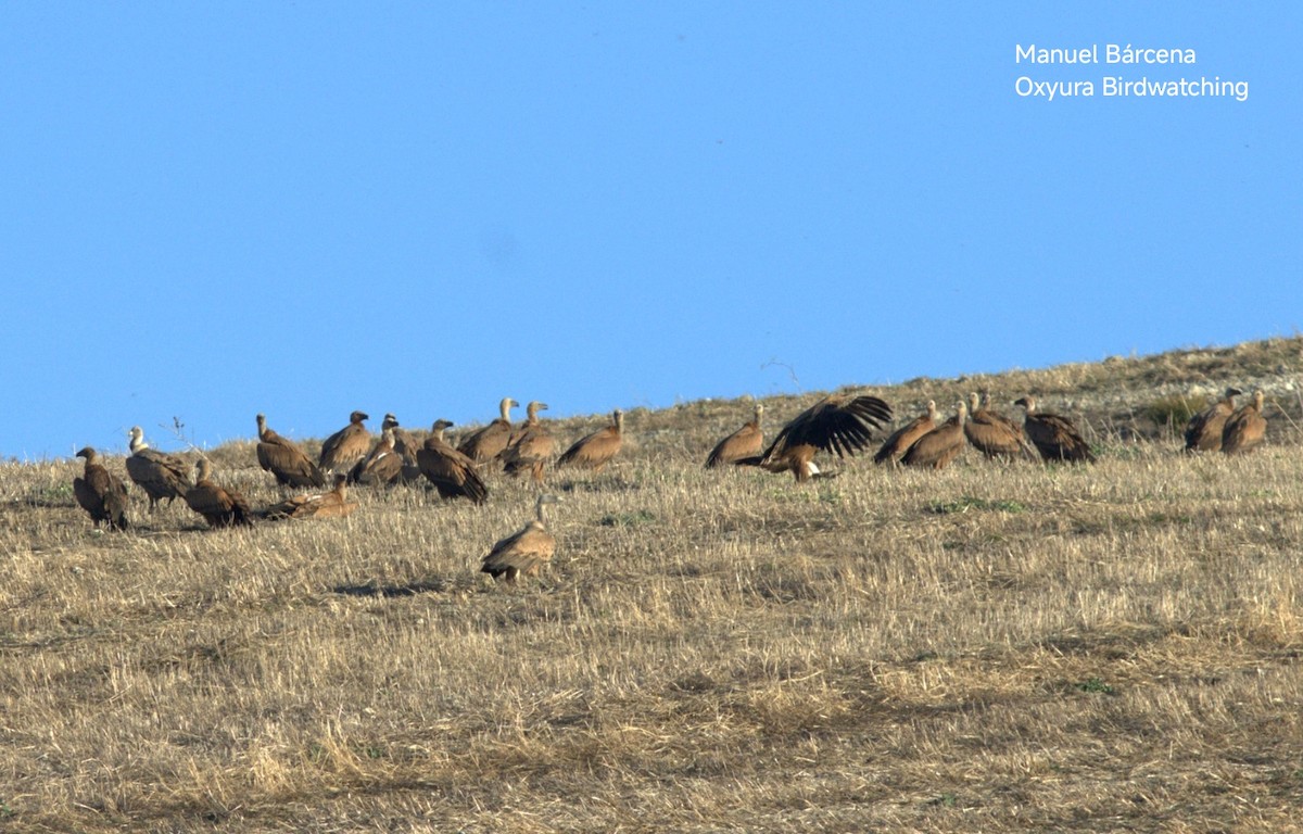 Kızıl Akbaba - ML645453025