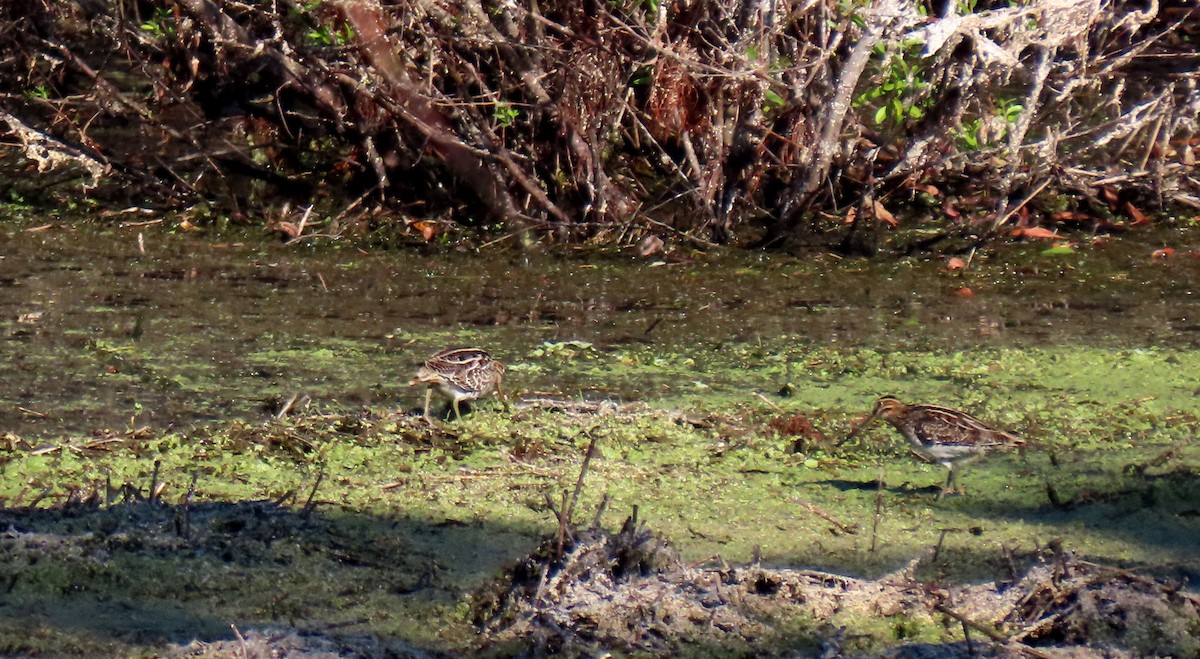 Wilson Suçulluğu - ML645453026