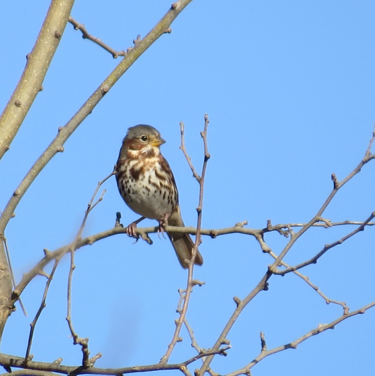 Tilki Renkli Serçe - ML645453027