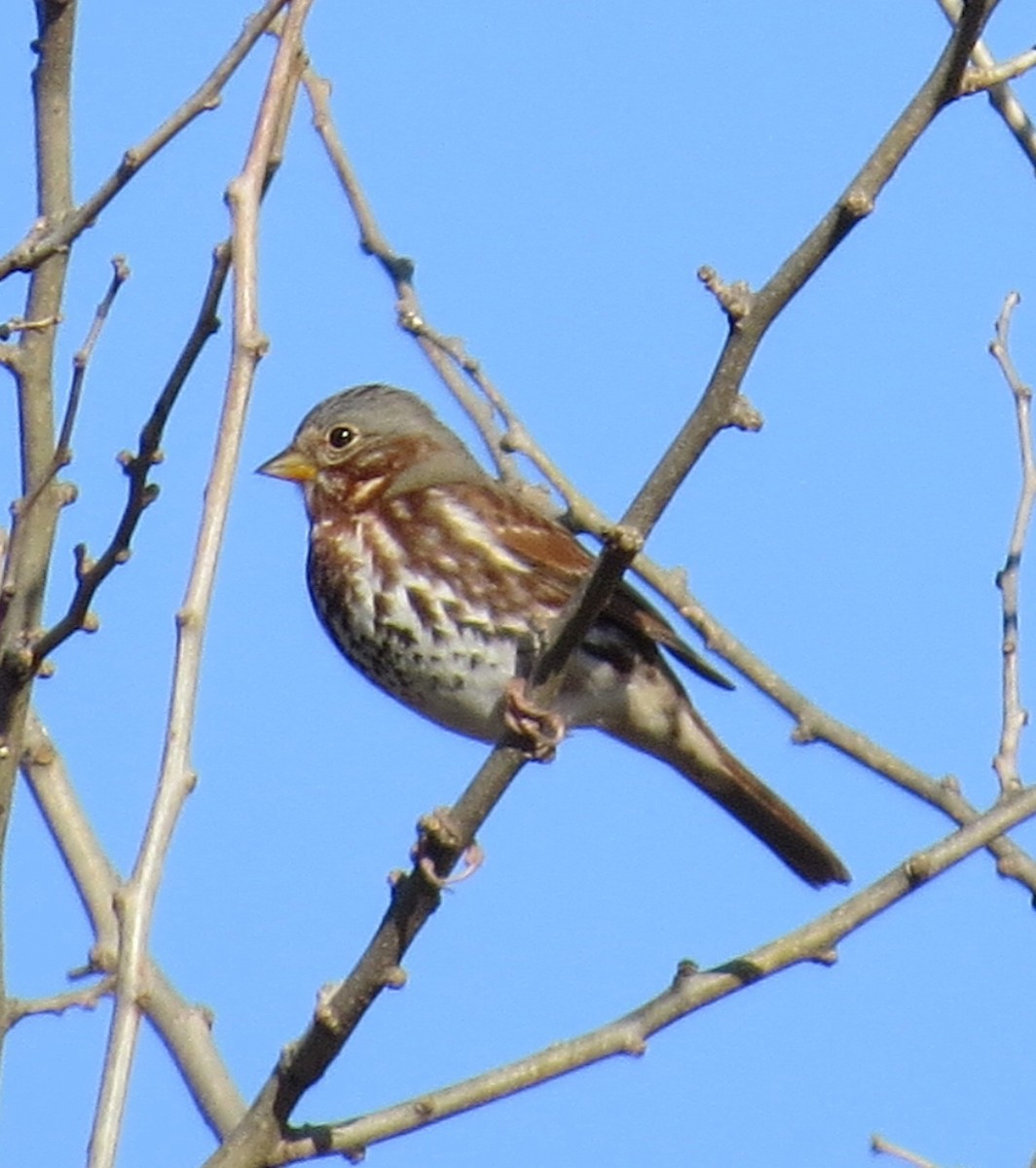 Tilki Renkli Serçe - ML645453028