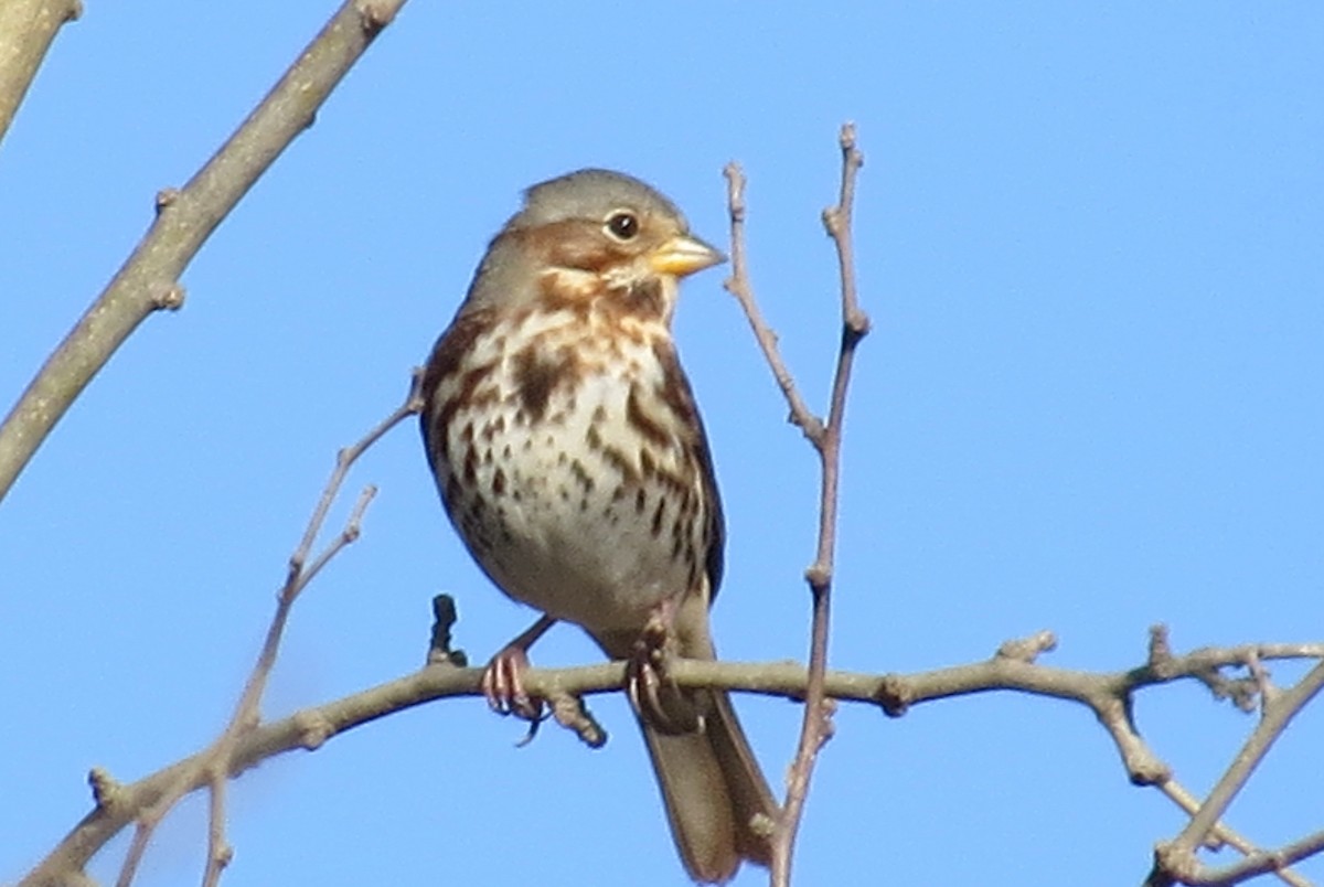 Tilki Renkli Serçe - ML645453029