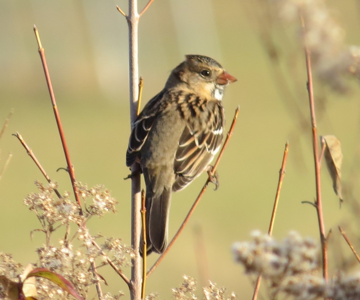 Harris Serçesi - ML645453030