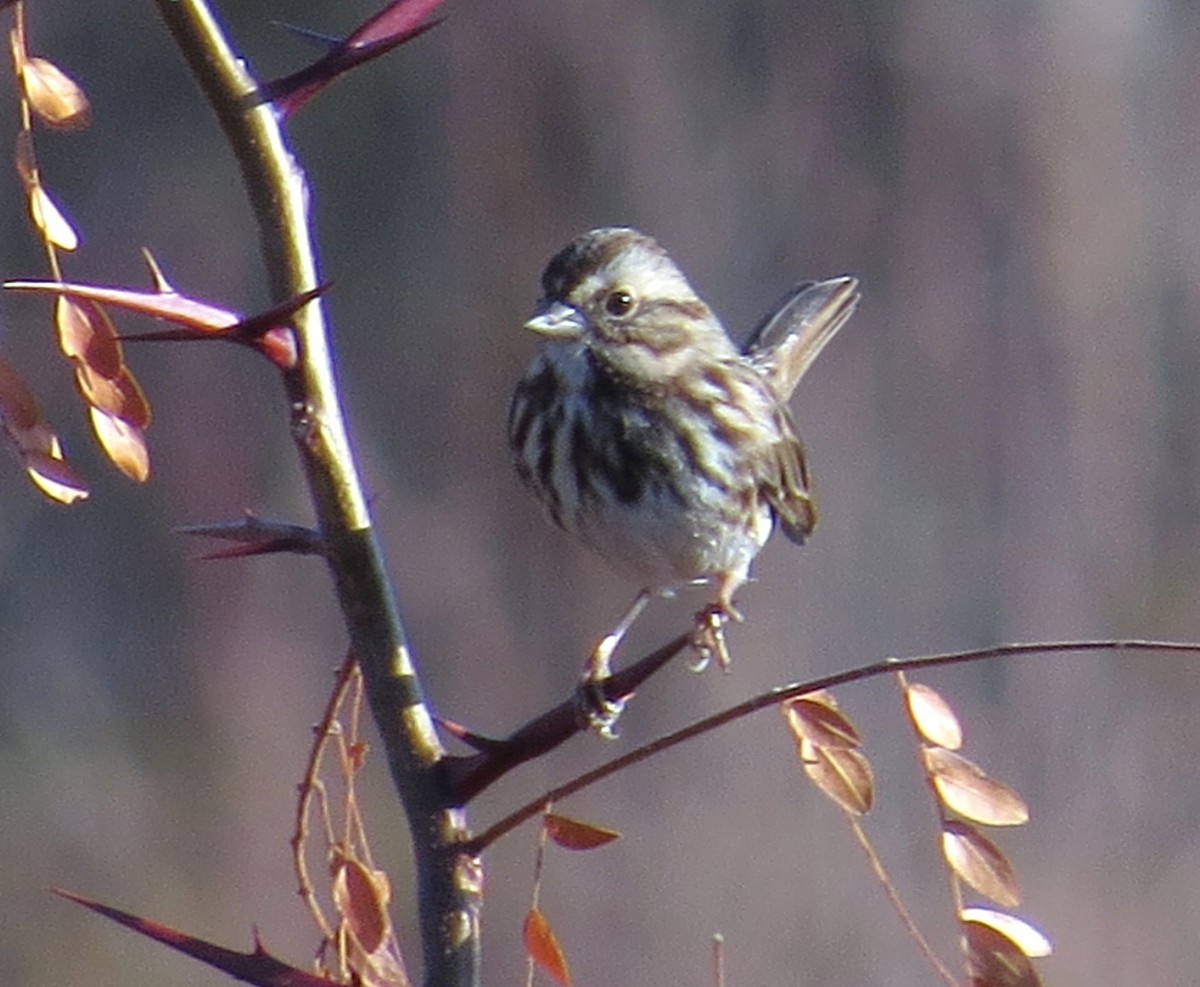 Ötücü Serçe - ML645453032