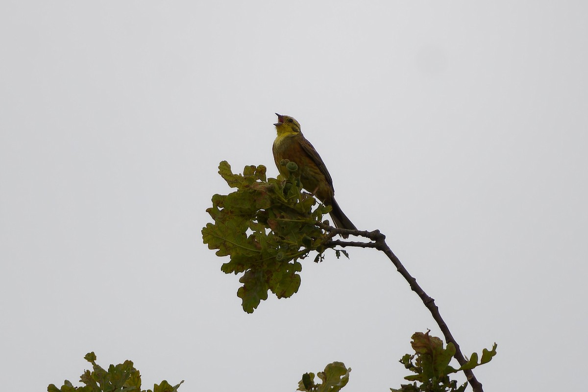 Sarı Çinte - ML645453033