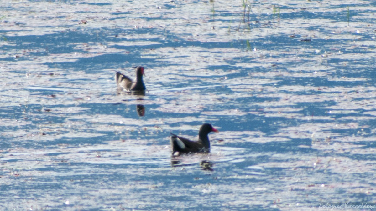 Sutavuğu - ML645453034