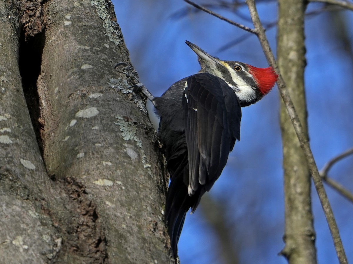 Kuzey Amerika Kara Ağaçkakanı - ML645453036