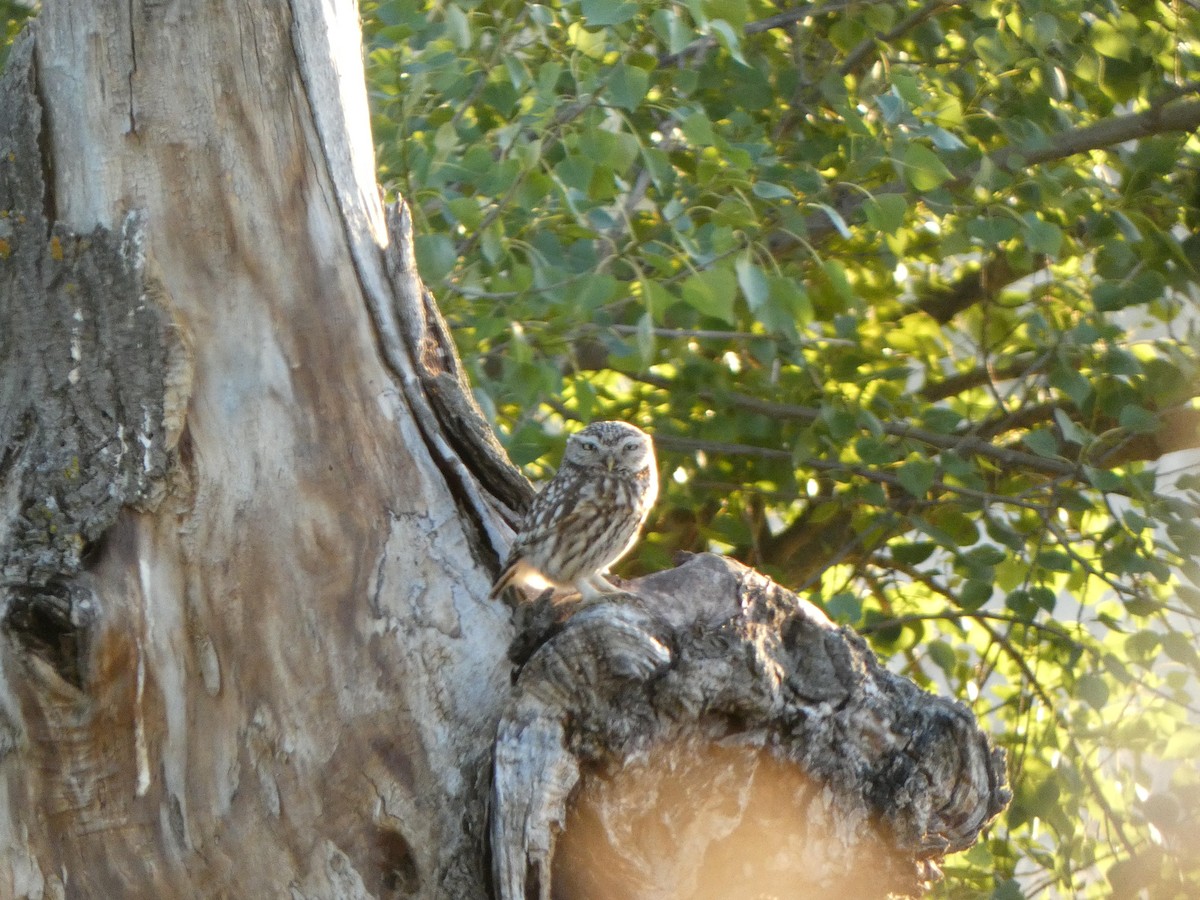 Kukumav - ML645453037