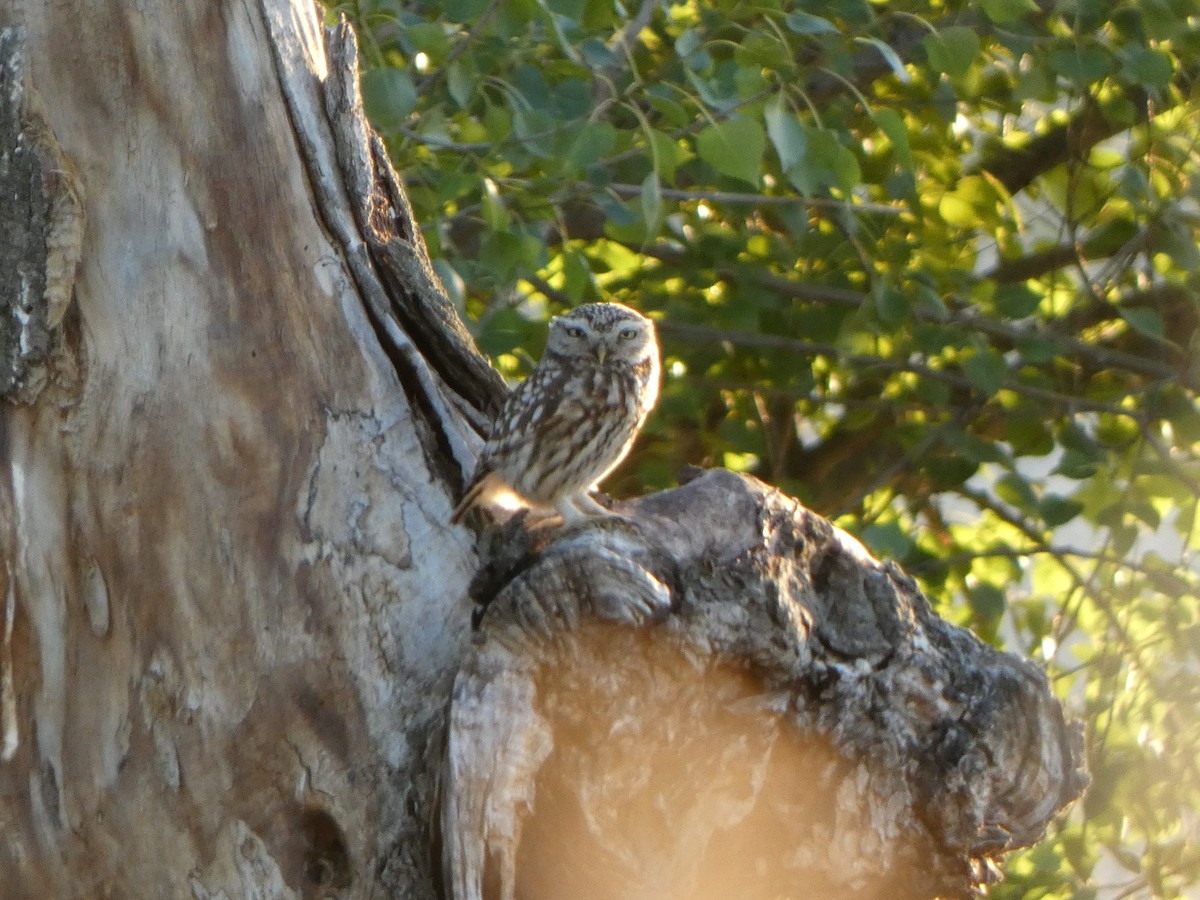 Kukumav - ML645453040