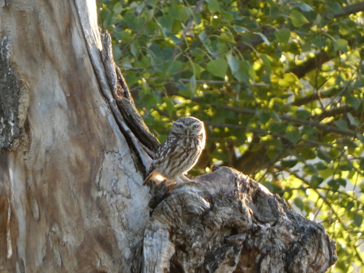 Kukumav - ML645453041