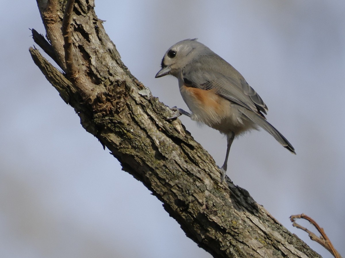 sýkora rezavoboká - ML645453058