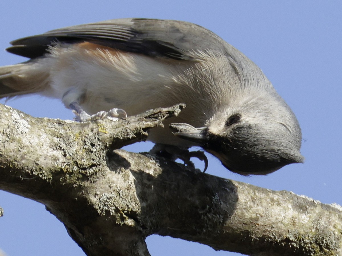 sýkora rezavoboká - ML645453059