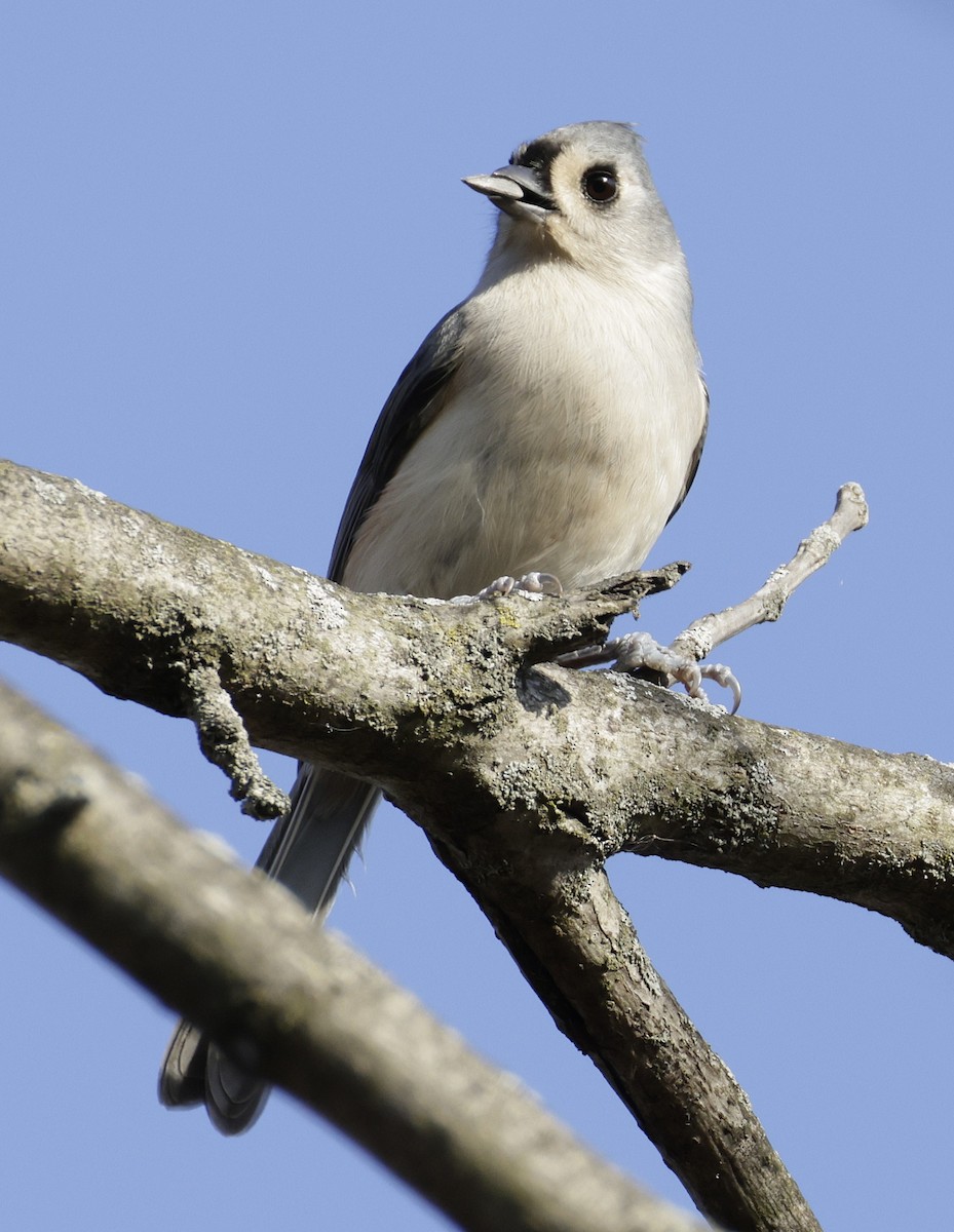 sýkora rezavoboká - ML645453060