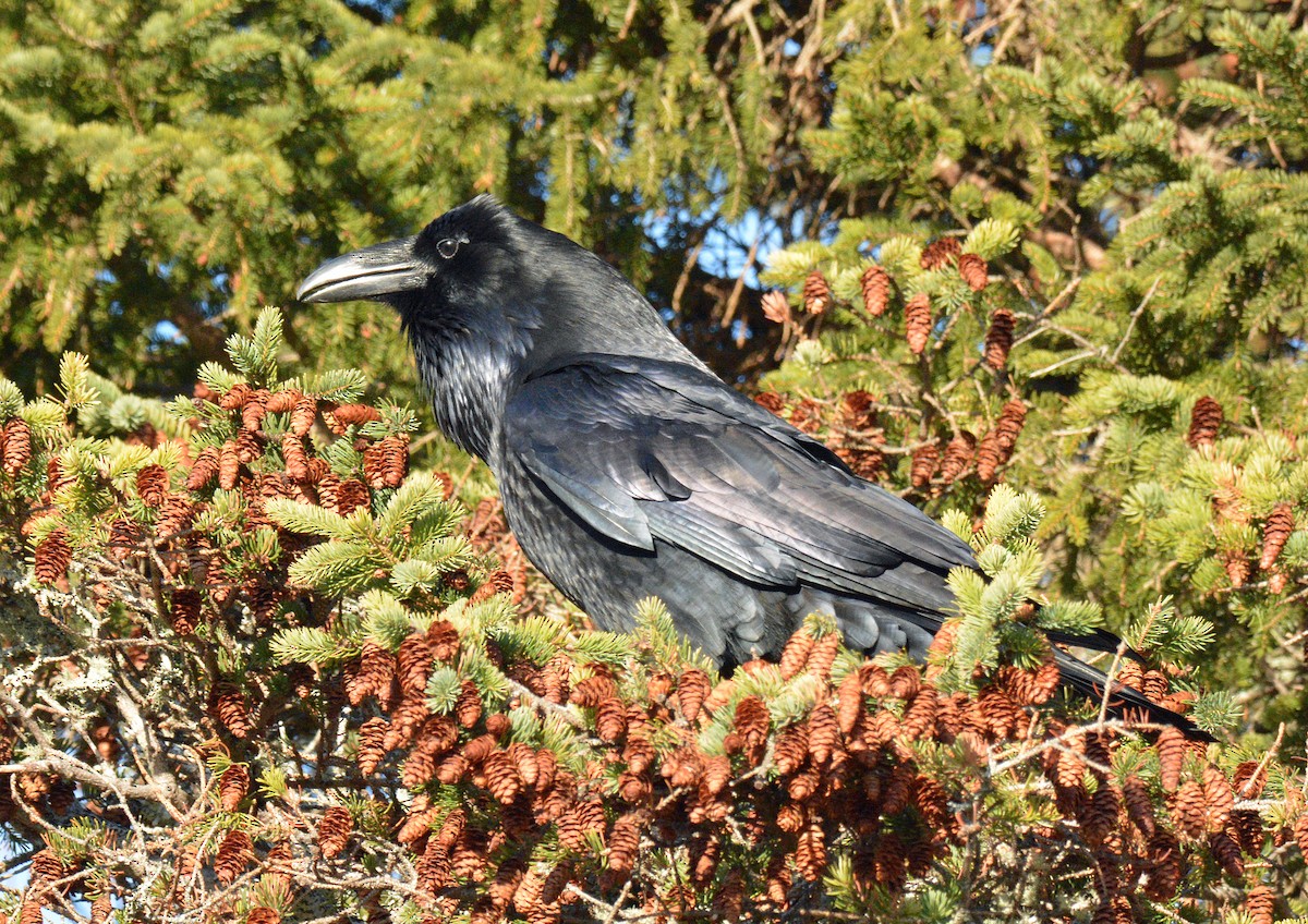 Erroi handia - ML645453061