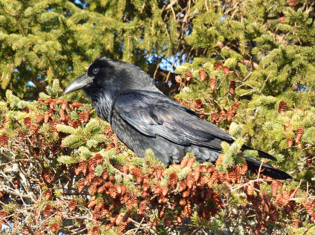 Erroi handia - ML645453063