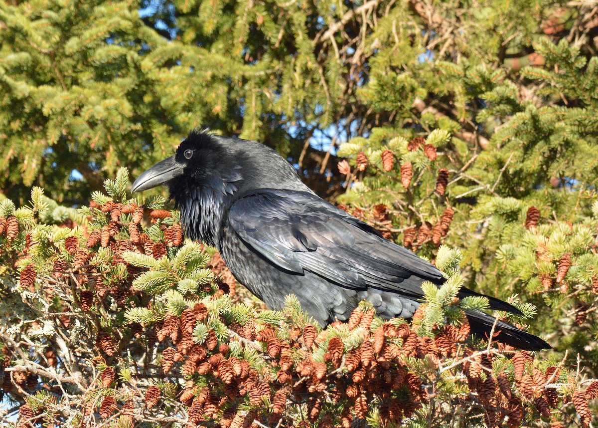 Erroi handia - ML645453064