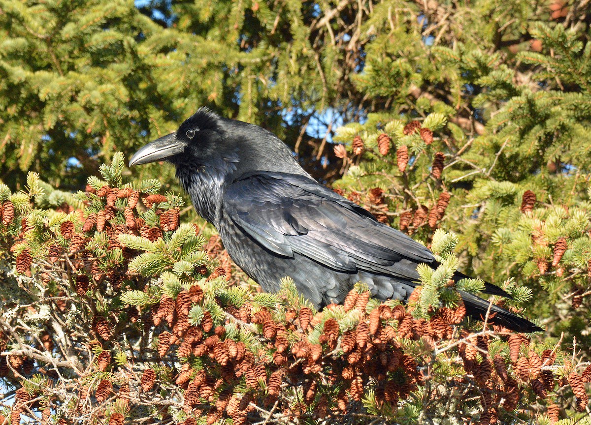 Erroi handia - ML645453065