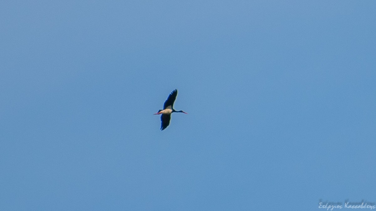 Black Stork - ML645453075