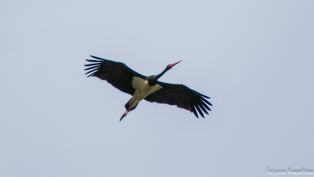 Black Stork - ML645453076