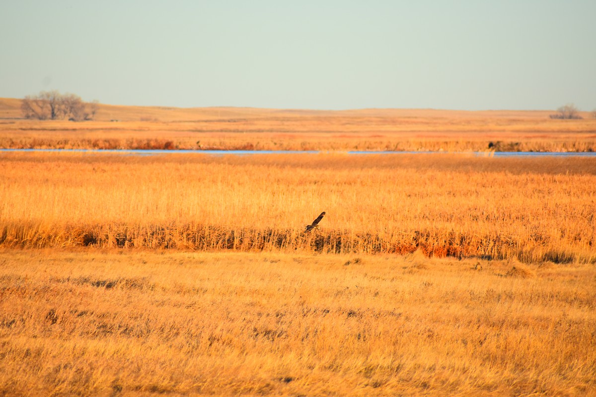 コミミズク（flammeus） - ML645453077