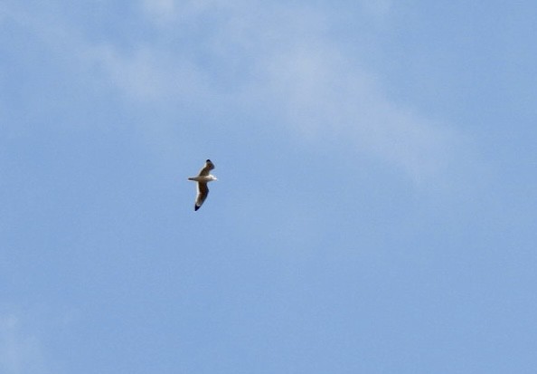 Franklin's Gull - ML645453091