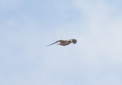Franklin's Gull - ML645453092