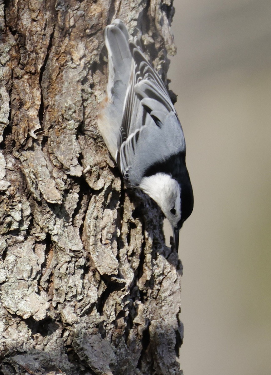 brhlík běloprsý - ML645453093