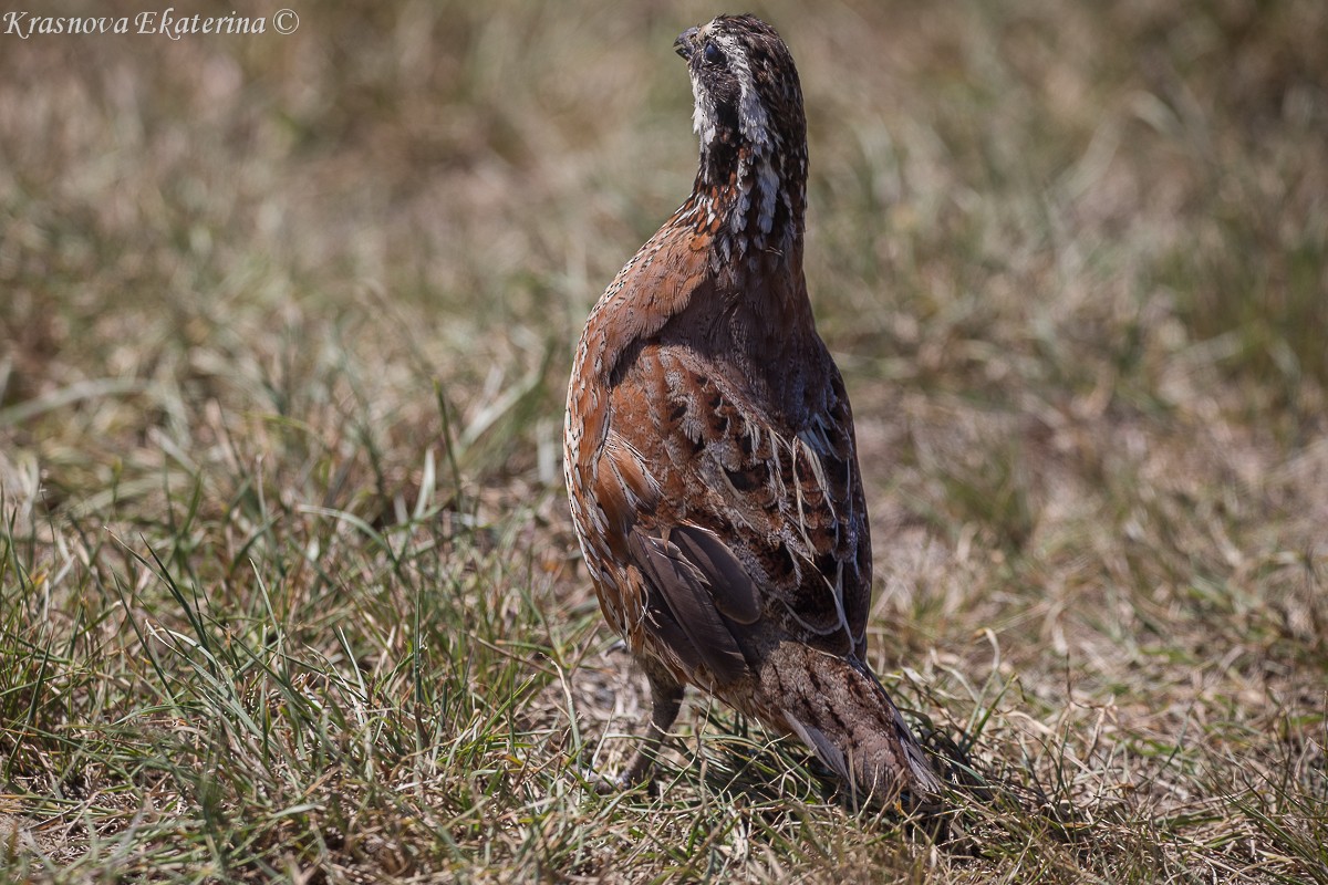 שליו אמריקני - ML645453100