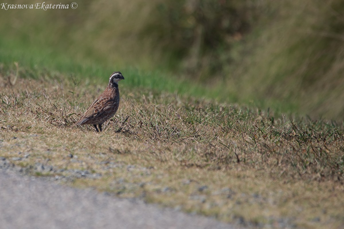 Northern Bobwhite - ML645453102