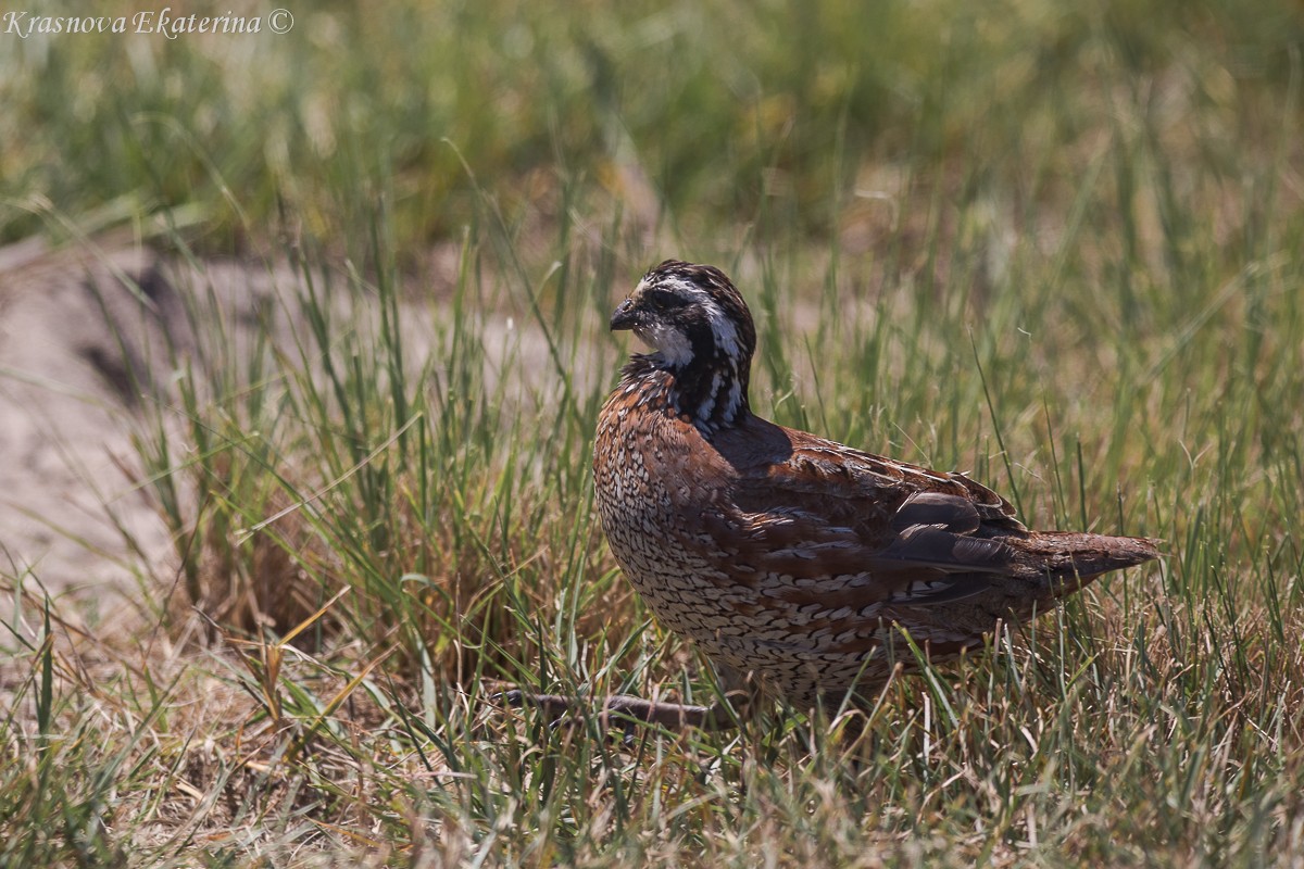 שליו אמריקני - ML645453103