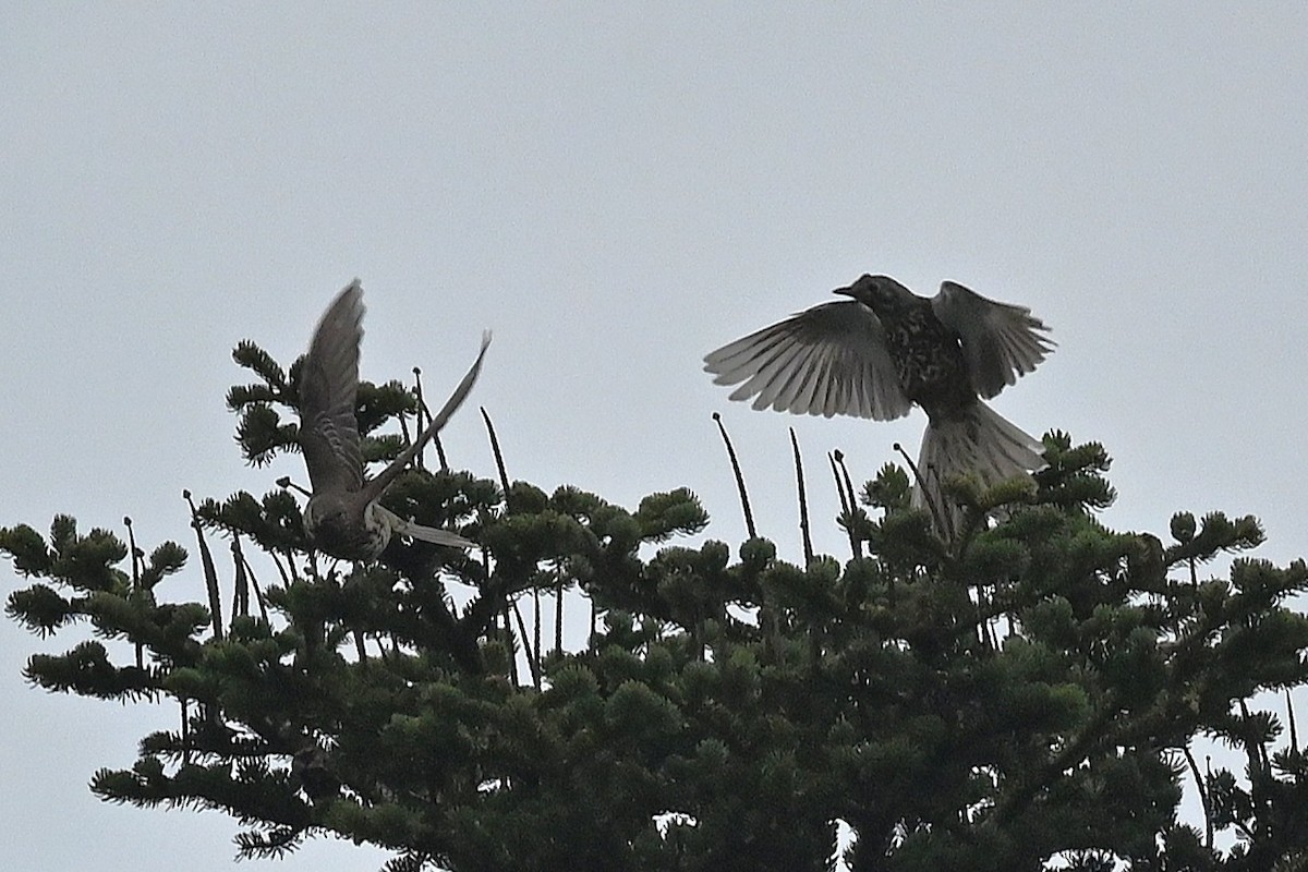 Grive draine - ML645453105