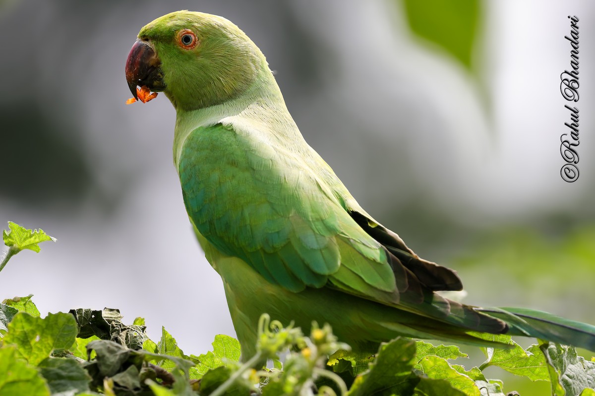 דררה - ML645453107