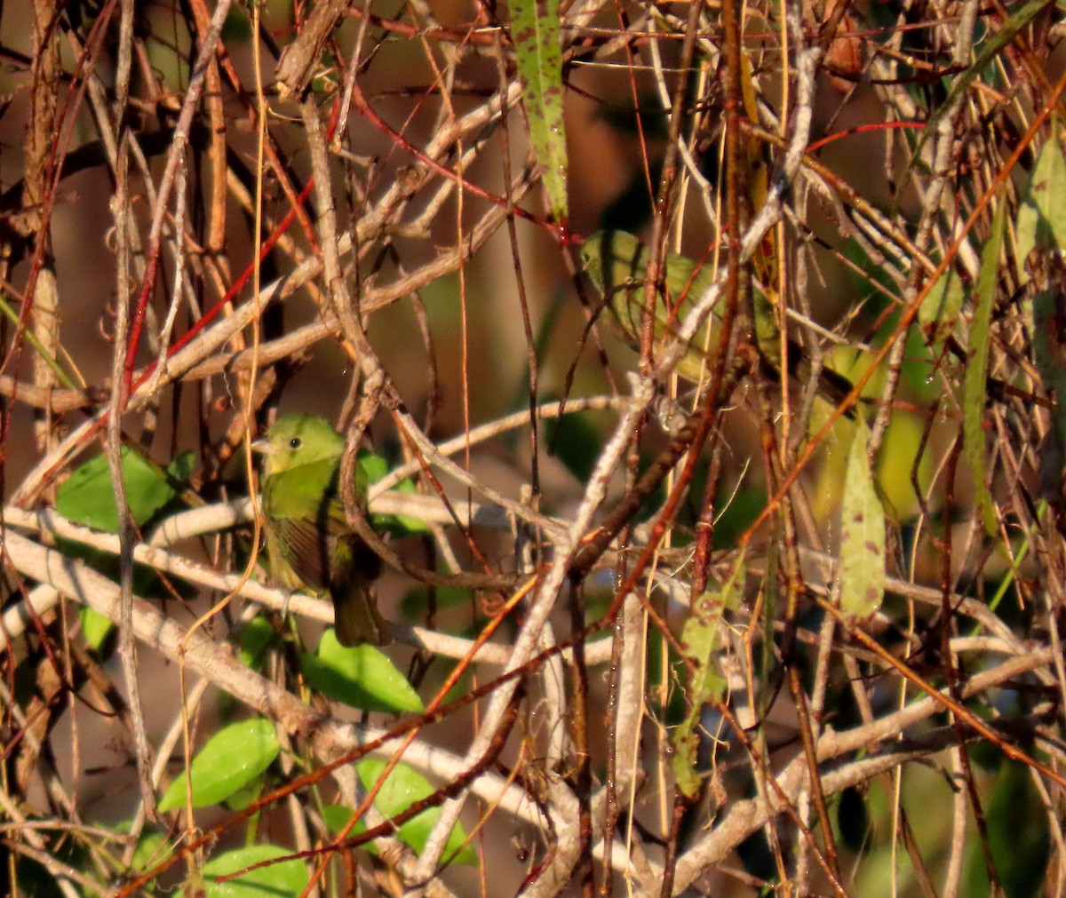 Painted Bunting - ML645453109