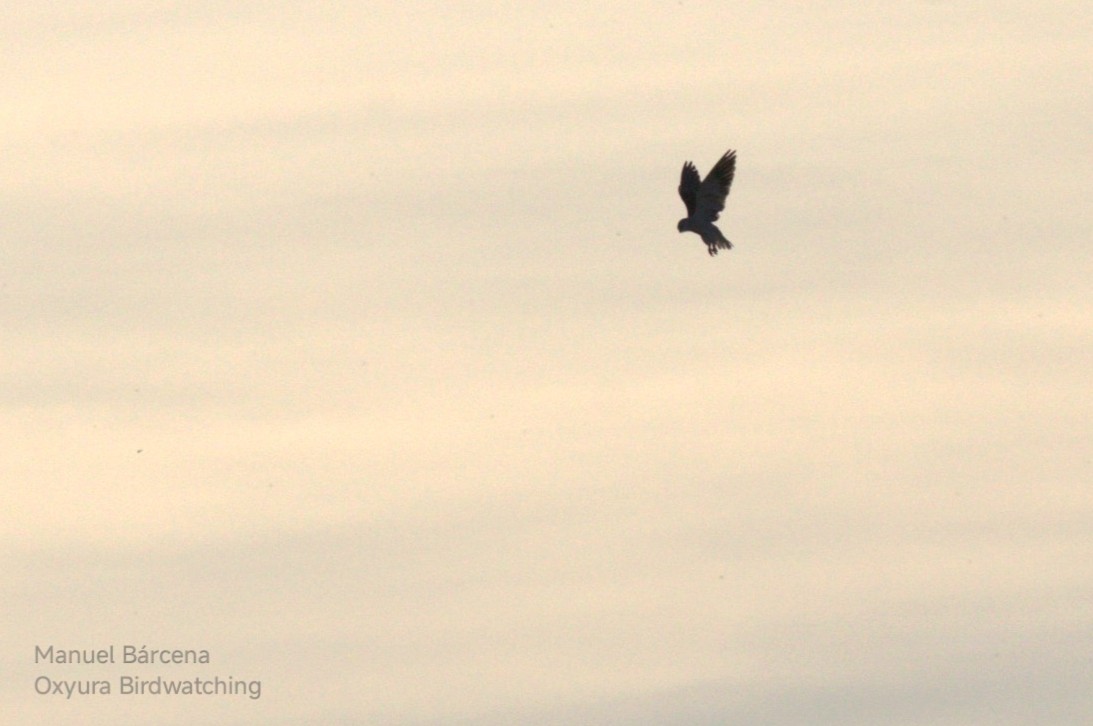 דאה שחורת-כתף - ML645453110