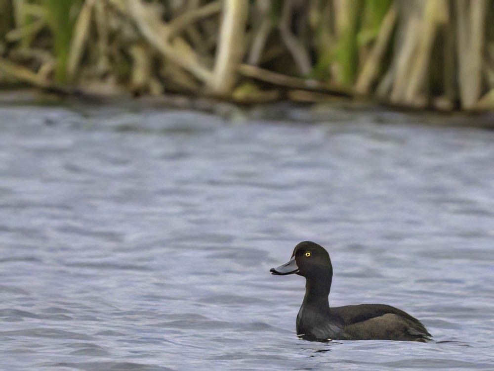 New Zealand Scaup - ML645453116