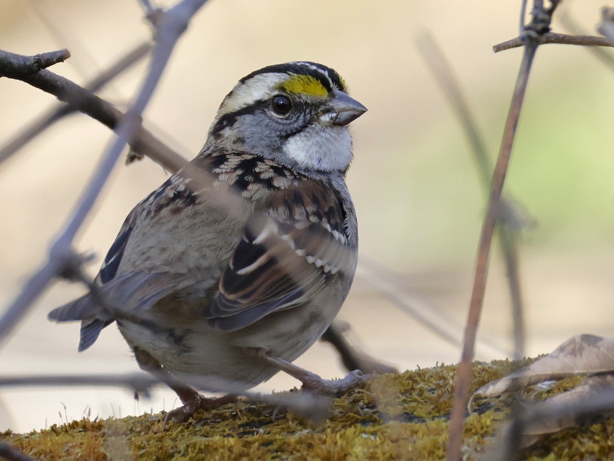 גיבתונית לבנת-גרון - ML645453117