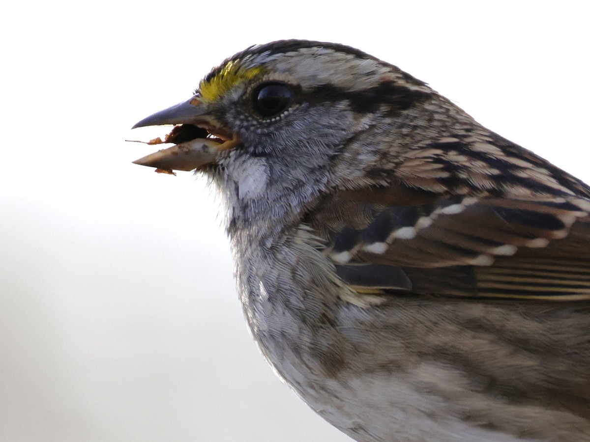 גיבתונית לבנת-גרון - ML645453118