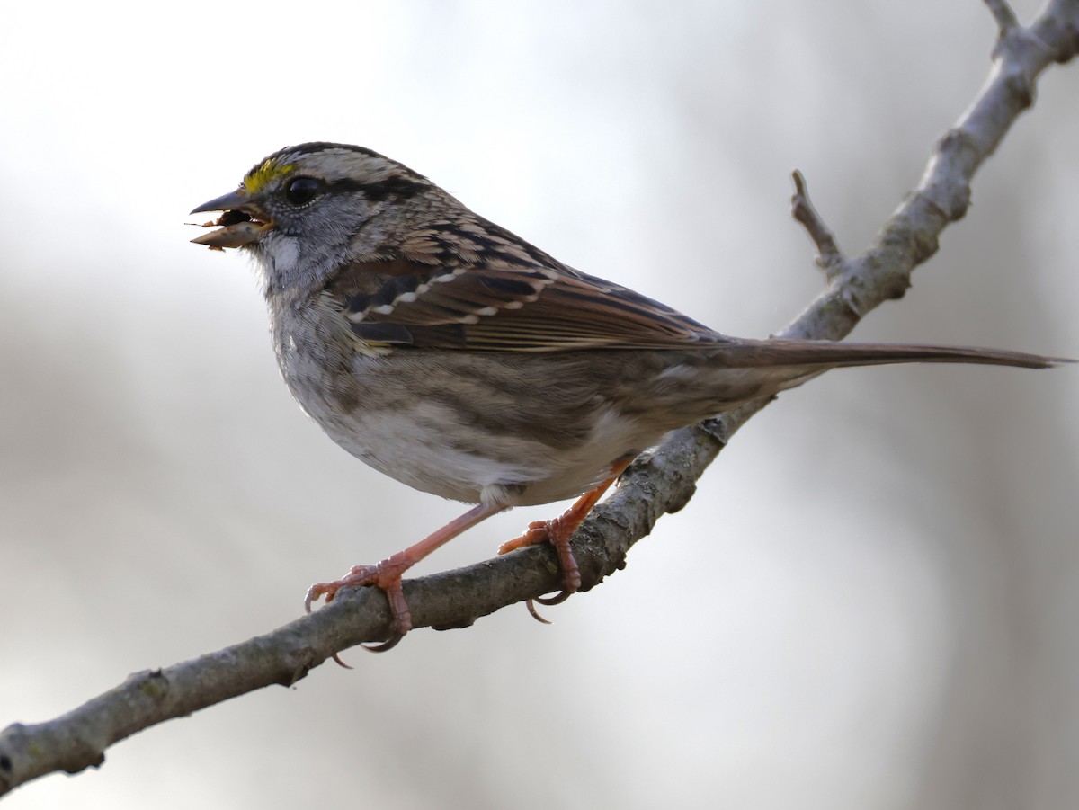 גיבתונית לבנת-גרון - ML645453119