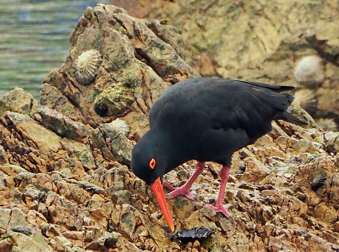 שלצדף אפריקני - ML645453120