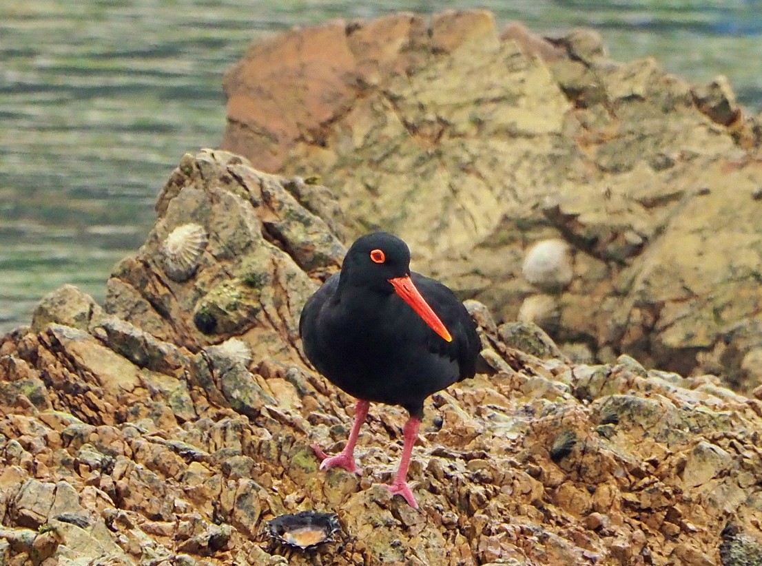 שלצדף אפריקני - ML645453121