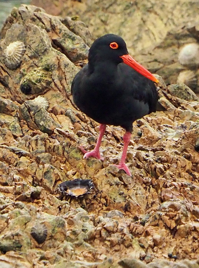 שלצדף אפריקני - ML645453122