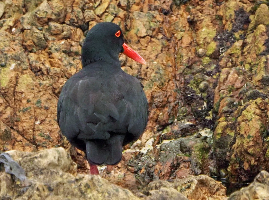 שלצדף אפריקני - ML645453123