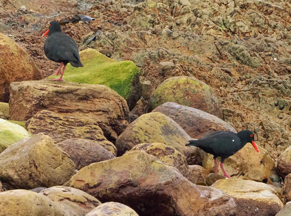 שלצדף אפריקני - ML645453124