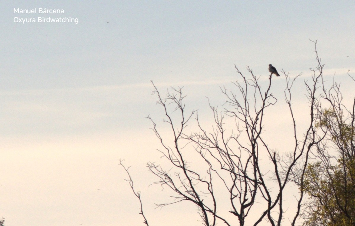דאה שחורת-כתף - ML645453125