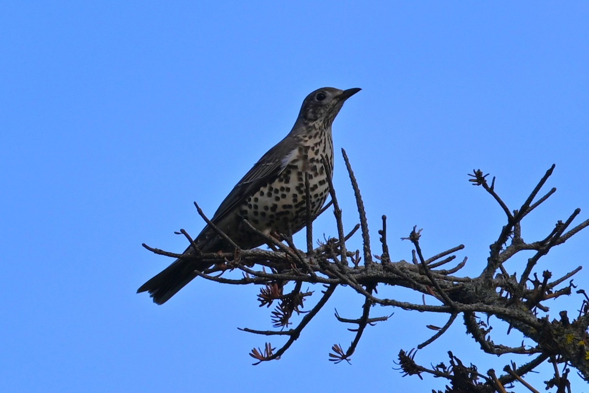 Grive draine - ML645453126