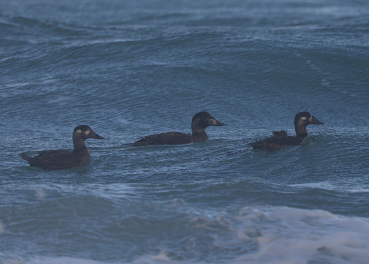אדרית מלכותית - ML645453127