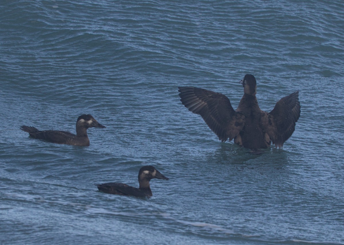 אדרית מלכותית - ML645453128