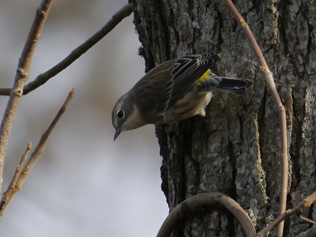 סבכון הכתר - ML645453129